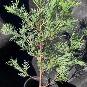 Cedar Tree Start in 1 Gallon Pot
