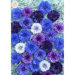 Puede incluir: Una colección de acianos en varios tonos de azul, morado y blanco, con pétalos densos y rizados dispuestos en un patrón circular. Las flores están muy juntas, creando una exhibición vibrante de texturas florales en tonos fríos.