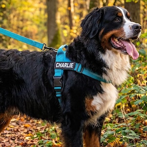 May include: A Bernese Mountain Dog wearing a bright turquoise dog harness with the name CHARLIE printed in white on a black rectangular patch. The harness is attached to a matching turquoise leash that extends diagonally upward from the dog's back.