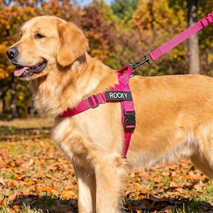 May include: A golden retriever wearing a bright pink dog harness with the name ROCKY printed in white letters on a black patch. The harness features adjustable straps and a black plastic buckle, connected to a matching pink bungee dog leash.