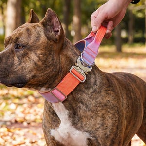 May include: A brindle dog wearing a wide, adjustable collar featuring a gradient colour pattern that transitions from purple to orange. The collar includes a metallic silver-toned quick-release buckle and a matching metal D-ring for leash attachment.