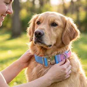 May include: A dog collar featuring a vibrant gradient of blue, purple, and orange stripes. The collar is equipped with a heavy-duty silver-toned metal quick-release buckle and a sturdy D-ring for leash attachment, worn by a golden-colored dog.