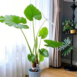 May include: A large Alocasia plant with vibrant green, heart-shaped leaves and thick stems, potted in a light blue, vertically ribbed cylindrical container. The plant features a textured, brown trunk-like base tied with a small white ribbon.