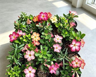 Desert Rose Adenium Obesum Caudex, Flowering Succulent Bonsai, Easy‑Care Plant