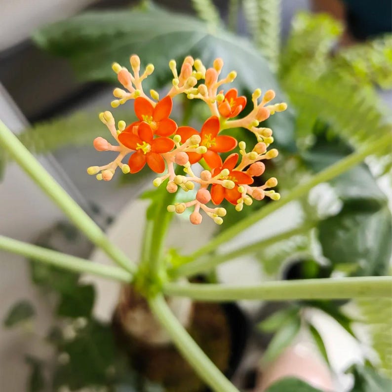 May include: A Jatropha podagrica plant featuring a cluster of small, vibrant orange flowers with yellow centers. The inflorescence is supported by slender, light green stems that extend from a thick, bulbous base, surrounded by green foliage.