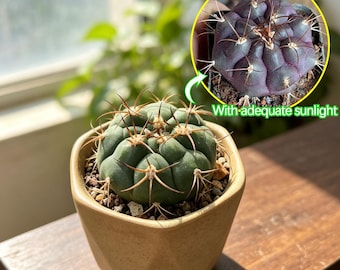 Gymnocalycium Pflanzii Cactus Low Maintenance Decor Plant