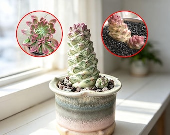 Live Euphorbia Varieties | Easy Care Succulent Home Decor | Beginner Friendly Live Plant
