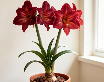 Hippeastrum Amaryllis Bulb - Easy Grow Perennial Flower for Yard - Low Maintenance