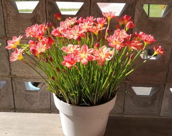 2 Rain Lily Bulbs, Zephyranthes Mixed Color, Easy Grow Flower for Yard Decor