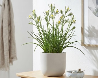 Albuca Humilis Bulb, Scented Slime Lily, Fragrant Mini Succulent Bulb, Easy Blooming Decor Plant