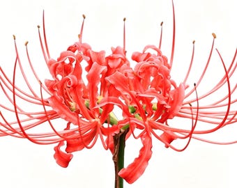 Spider Lily Bulb, Lycoris Radiata Easy Grow Perennial Flower for Decor - Low Maintenance