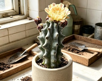 Stenocereus Beneckei, Columnar Live Cactus for Indoor & Outdoor Decor