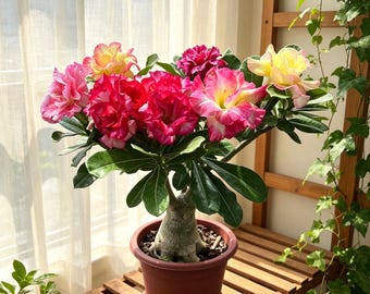 Desert Rose Adenium Obesum Caudex For Pot Planting Home Garden Decor