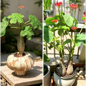 May include: A Jatropha podagrica plant with a swollen, bulbous caudex stem, large green lobed leaves, and clusters of small, vibrant red flowers. The plant is potted in a textured, round, off-white ceramic container filled with dark soil.