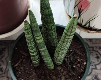 Cylindrical Sansevieria Succulent Plant Low Maintenance Indoor Houseplant