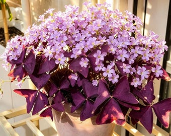 5‑Pack Oxalis Triangularis Purple Shamrock Bulbs, Perennial Flower For Indoor Outdoor Garden Decor