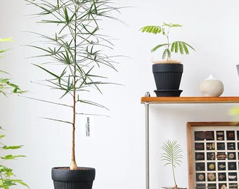 Queensland Bottle Tree Root Caudex / Buddha's Belly Tree Tuber Easy Care Bonsai