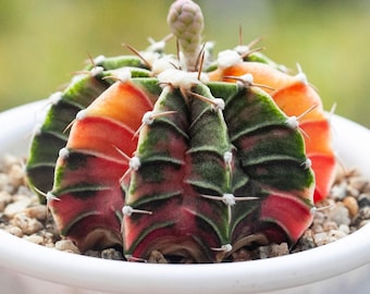 Variegated Gymnocalycium Mihanovichii Cactus Easy Care Home Office Decor