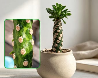 Spineless Euphorbia Royleana, Columnar Succulent for Office & Home Decor