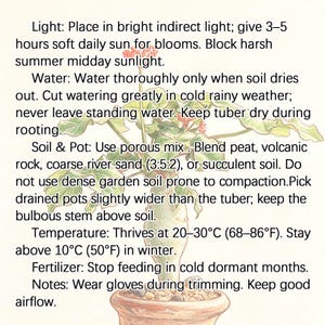 May include: A botanical illustration of a plant with a bulbous stem in a terracotta pot, accompanied by care instructions: Light: Place in bright indirect light; give 3&ndash;5 hours soft daily sun for blooms. Water: Water thoroughly only when soil dries out.