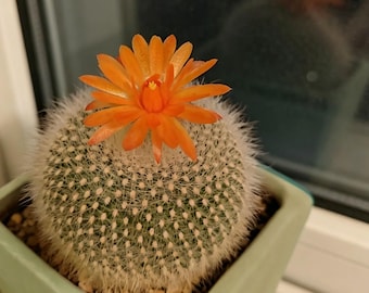 Mammillaria Hahniana Old Lady Cactus White Spine Round Succulent Low Maintenance Decor Plant