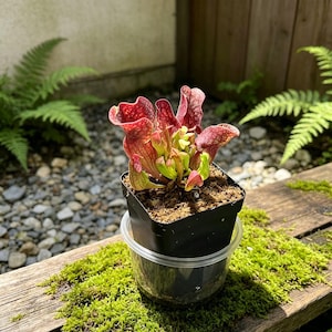 May include: A Sarracenia pitcher plant with red and green veined leaves in a black plastic pot, which is nested inside a clear plastic container. The plant features multiple upright, tubular, and ruffled foliage structures with distinct red patterns.
