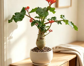 Live Buddha Belly Plant Caudex | Jatropha Podagrica Tuber Flowering Bonsai Decor Plant
