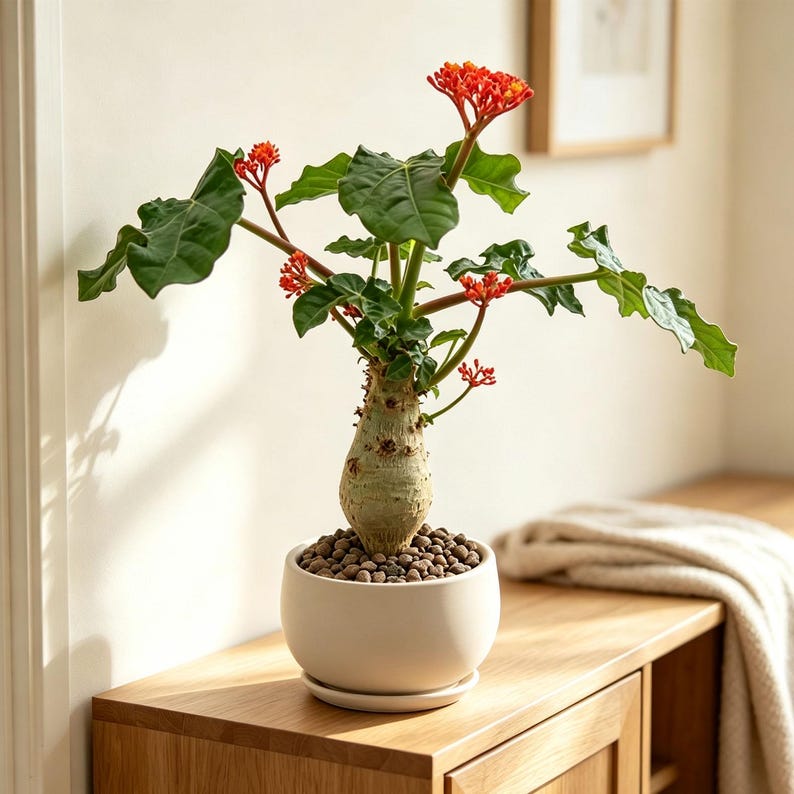 May include: A Jatropha podagrica plant with a thick, bulbous, light-colored caudex, dark green lobed leaves, and clusters of small, vibrant orange-red flowers. The plant is potted in a round, matte white ceramic planter filled with brown clay pebbles.