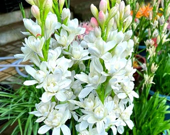 Tuberose Bulb Home & Garden Decor Easy Care Night Fragrant Blossoms