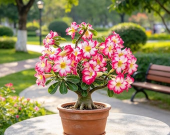 Adenium Obesum Desert Rose Caudex, Live Plant For Home Garden Bonsai Decor