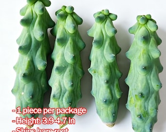 Boobie Cactus, Myrtillocactus Geometrizans Fukurokuryuzinboku, Live Succulent Plant for Home Decor