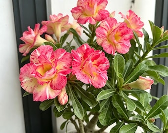 Adenium Obesum Desert Rose Caudex, Live Plant for Home and Garden Planting