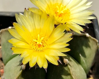 Five Ribbed Astrophytum Myriostigma, Low‑Maintenance Succulent