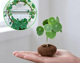 Stephania Erecta Bulb, Easy‑Grow Climbing Houseplant, Indoor Bonsai Decor