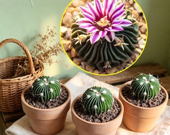 Stenocactus Multicostatus Wave Rib Cactus Houseplant Home Decor Beginner Friendly Plant