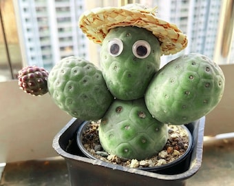 Tephrocactus Geometricus Cactus Clumping Round Succulent Decor Plant