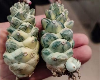 Variegated Monadenium Ritchiei / Euphorbia Ritchiei Variegata Home Decor Succulent Easy Care