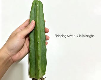 Live Myrtillocactus Geometrizans Blue Candle Cactus Columnar Succulent Patio Decor Plant