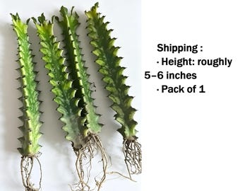 Live Variegated African Euphorbia Trigona Variegata Triangular Spurge Succulent Easy Care