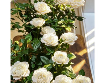 Mini Rose Tree Sapling / Dwarf Standard Rose Garden Decor Flower Plant