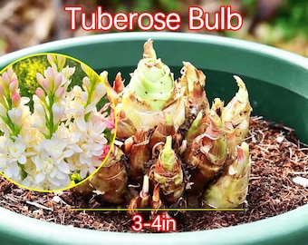 Tuberose Corm Polianthes Tuberosa Fragrant Night Blooming Cut Flower Patio Garden Bulb