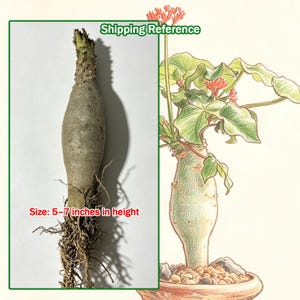 May include: A dormant, bulbous plant caudex with a thick, textured, light brown stem and a visible root system at the base. The plant measures 5-7 inches in height. Beside it is a colored illustration of the plant with green leaves and red flowers.