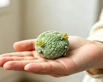 Pseudolithos Cubiformis |Caudex Succulent | Live Collectible Plant | Houseplant for Plant Lovers