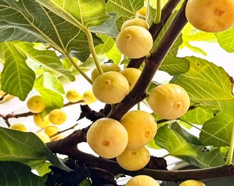 Fig Tree Seedling For Backyard & Container Growing