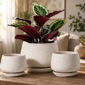 May include: A set of three off-white ceramic plant pots with a speckled texture, each featuring a matching circular saucer. The largest pot in the center contains a leafy plant with dark green and deep burgundy foliage, while two smaller pots sit empty.