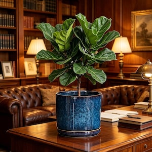 May include: A fiddle leaf fig plant with large, glossy, dark green, violin-shaped leaves potted in a cylindrical, deep blue ceramic planter with a reactive glaze finish and a matching saucer, sitting on a polished wooden desk surface.