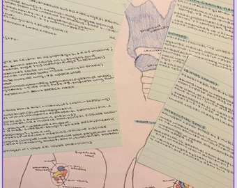 Complete Respiratory System Anatomy Study Guide | Medical School Revision Notes | Lung Anatomy PDF | MCQs & answers