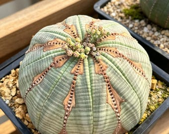 Euphorbia obesa - Baseball Cactus, Unique Striped Succulent Plant for Desk