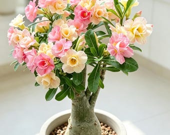Desert Rose Adenium – Potted Caudex Plant, Indoor Flowering Succulent, Patio Decor