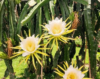 Dragon Fruit Plant - Cactus Seedling, Easy Grow Potted Fruit Tree